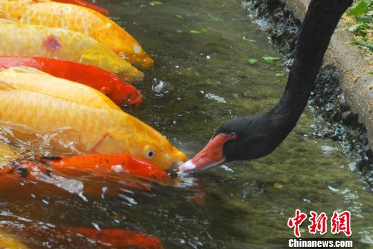 深圳動(dòng)物園黑天鵝喂食錦鯉魚(yú)“日久生情”場(chǎng)面溫馨