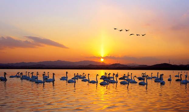 “天鵝城”河南三門峽為白天鵝劃定16萬畝保護(hù)區(qū)