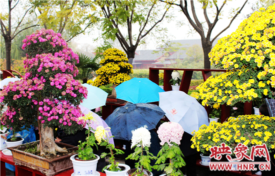 天好、花美 中國開封第32屆菊花文化節(jié)延長一周