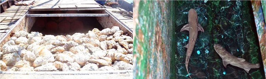 圖為菲律賓海軍持槍檢查中國漁民的照片。