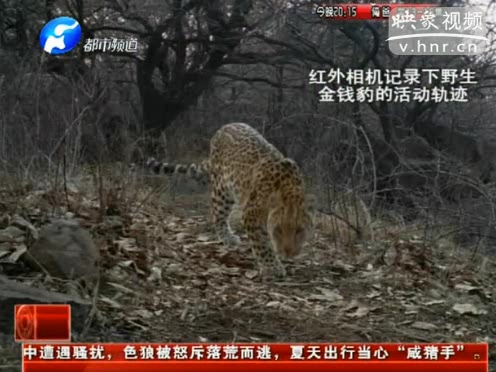 萌萌噠！濟(jì)源首次拍到金錢豹