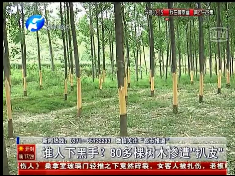 80多棵樹被“扒皮” 誰痛下黑手？