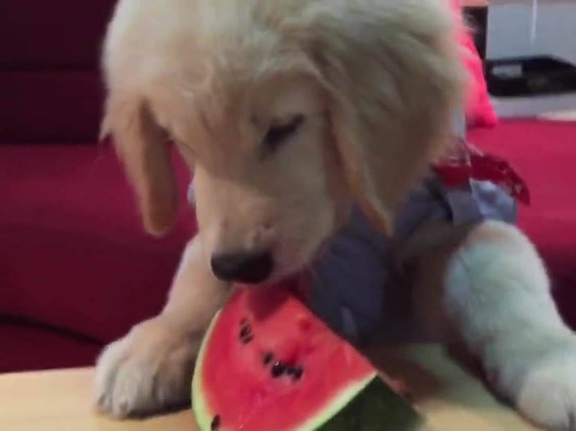 超萌金毛啃西瓜！夏天來(lái)了汪星人也要消暑啊！