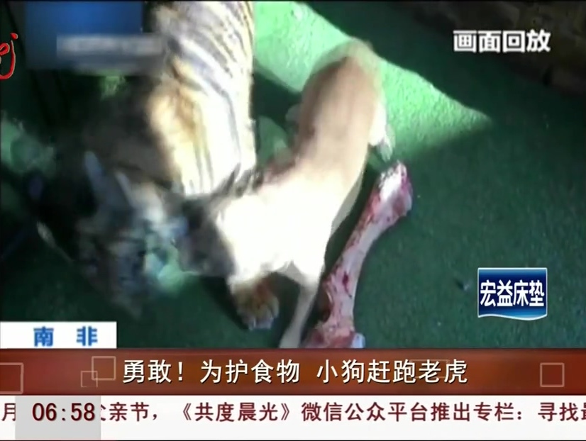 勇敢！為護食物 小狗趕跑老虎