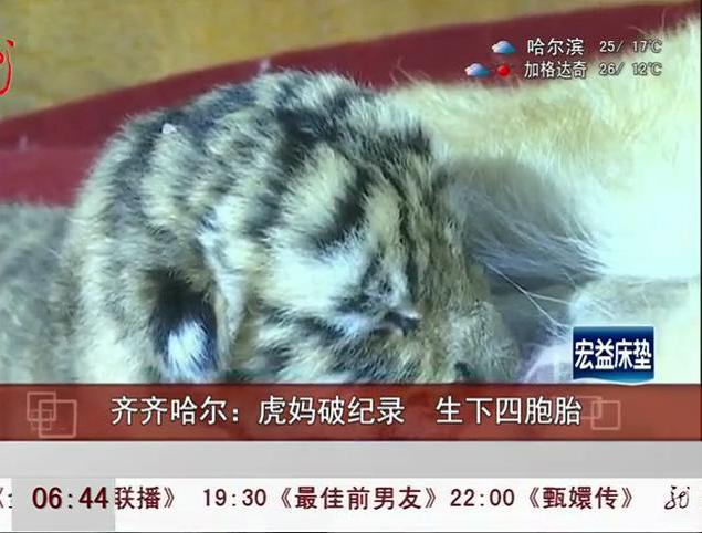 虎媽創(chuàng)紀錄 生四胞胎