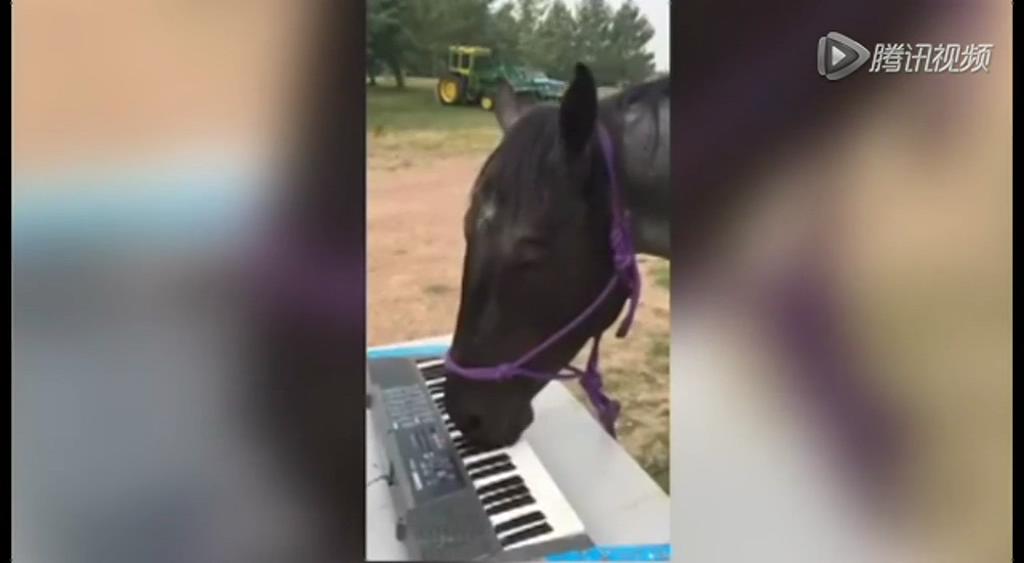 這只逆天的馬會彈琴！