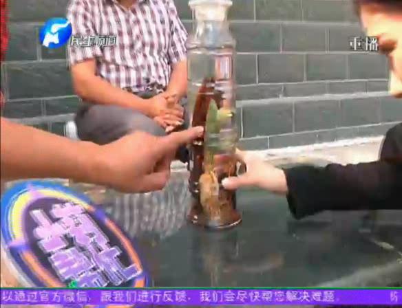 神奇！泡酒人參發(fā)芽長(zhǎng)樹(shù)葉