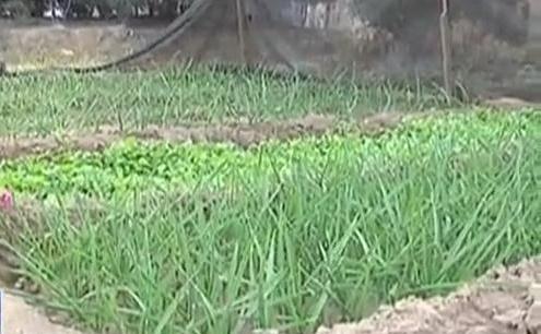 生態(tài)廊道變菜園 誰干的？