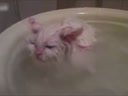 喜歡在盆里暖浴喵咪！這貨太懶了