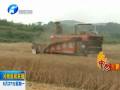 南陽南召：小型收割機加快山區(qū)麥?zhǔn)者M度