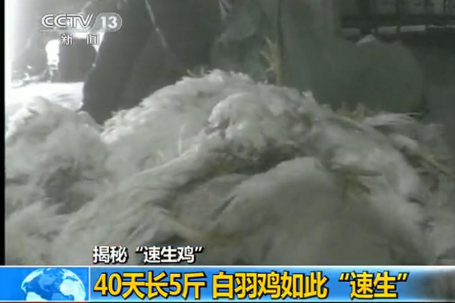 速生雞 速生雞