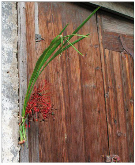 端午節(jié)時，百姓將菖蒲懸于家門，企盼驅(qū)病避邪