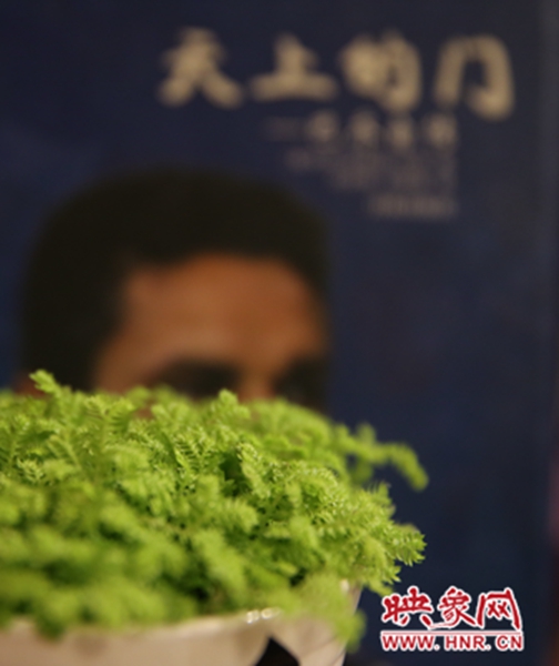 書架上精心布置的綠色植物。