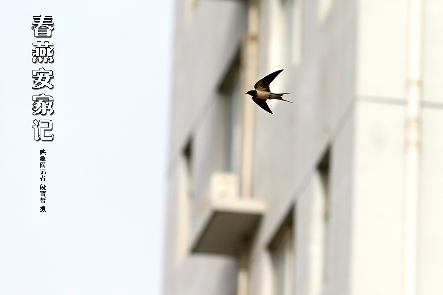 為了愛(ài)巢，每天奔波在樓宇間不斷努力