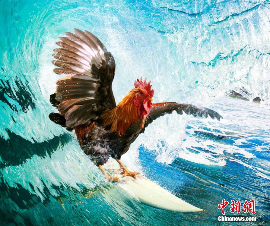 有趣！英國(guó)一公司推出公雞日歷