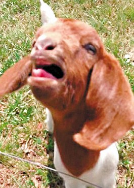 這只會(huì)說(shuō)話的小山羊不斷發(fā)出類似“What”的聲音。